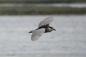 Heron, Black-crowned Night, 2012-05152141 Edwin B Forsythe NWR, NJ